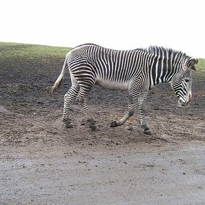 Grevy's zebra at West Midland Safari Park, 13 February 2010