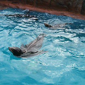 Californian sea lions at West Midland Safari Park, 13 February 2010