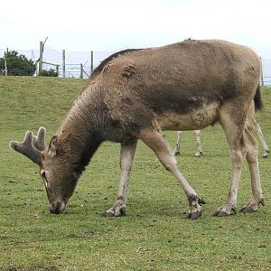 Pere David's deer at West Midland Safari Park, 13 February 2010