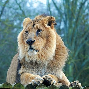 Asiatic Lion