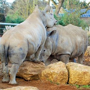 White Rhinos