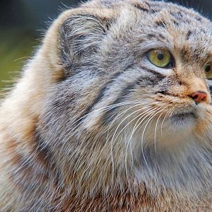 Pallas Cat