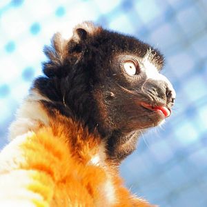 Crowned Verreaux's Sifaka