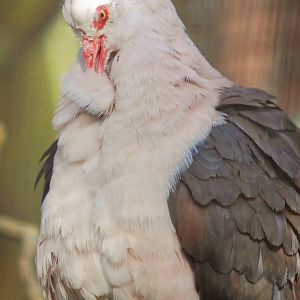 Mauritius Pink Pigeon