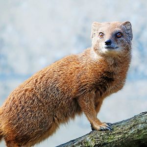 Yellow Mongoose