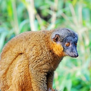 Collared Brown Lemur