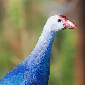 Purple Swamphen