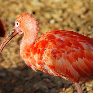 Scarlet Ibis