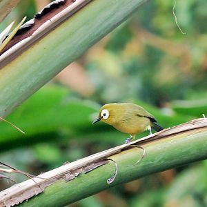 Japanese White-eye