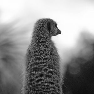 Meerkat