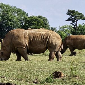 White rhinoceros