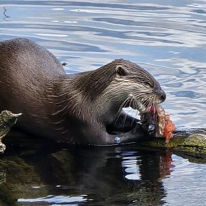 Asian short clawed otter