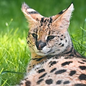 Serval