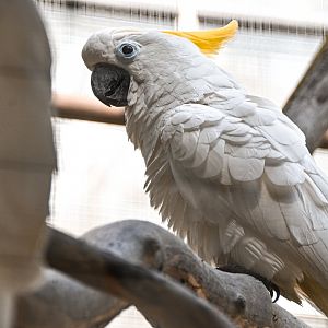 Sulphur-crested cockatoo