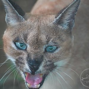 Caracal