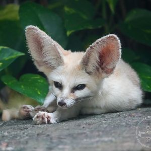 Fennec Fox
