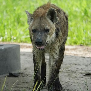 Spotted Hyena