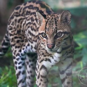 Ocelot