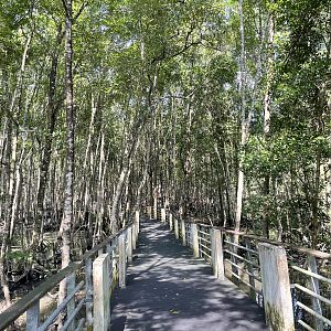 Mangrove Walk