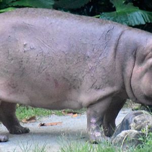Hippopotamus (Hippopotamus amphibius)