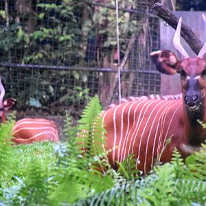 Eastern Bongos (Tragelaphus eurycerus isaaci)