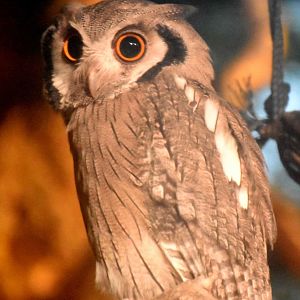 Northern White-faced Owl (Ptilopsis leucotis)