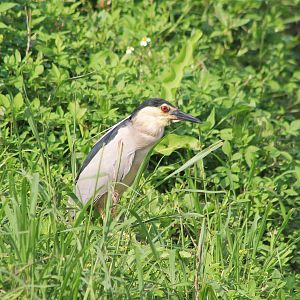 Black-crowned Night Heron (Nycticorax nycticorax)