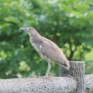 Malaysian Night Heron (Gorsarchius melanolophus)