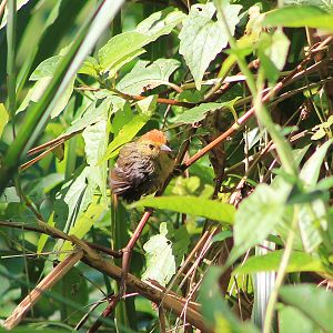 Rufous-capped Babbler (Cyanoderma ruficeps)