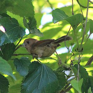 Vinous-throated Parrotbill (Suthora webbiana)