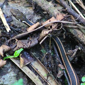 Maki's Keelback (Hebius miyajimae)