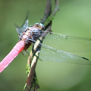 Dragonfly