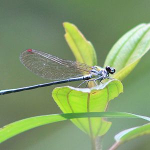 Damselfly
