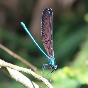 Damselfly