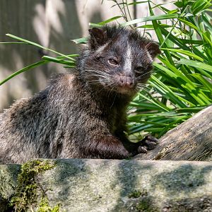 Himalayan palm civet (Paguma larvata larvata)