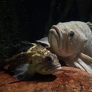 Rockfish - Georgia Aquarium