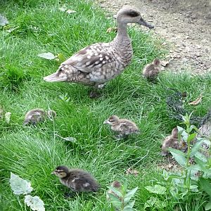 Marbled Teal and ducklings, 16th June 2025