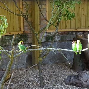 Black-cheeked Lovebirds now resident in refurbished aviary, 16th June 2025