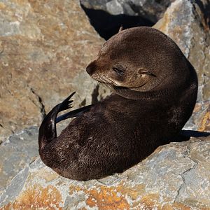 New Zealand Fur Seal (Arctocephalus forsteri), Wellington Waterfront