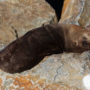 New Zealand Fur Seal (Arctocephalus forsteri), Wellington Waterfront