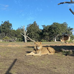 Young male Lion