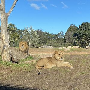 Male Lions