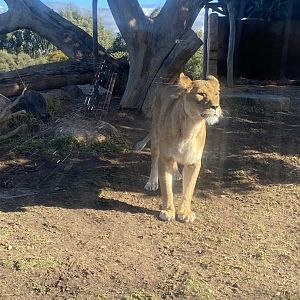 Female Lion
