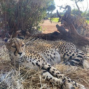 Kulinda - Cheetah
