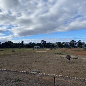 Female Ostrich Enclosure