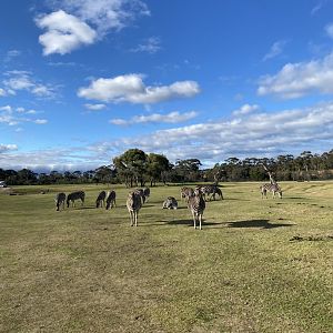 Zebras on Lower Savannah