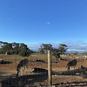New Zebra Enclosure - Waterhole Trail