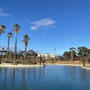 Asian Elephant Fidget Spinner Paddock