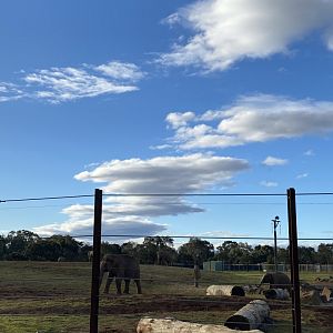 Asian Elephant Paddock Five