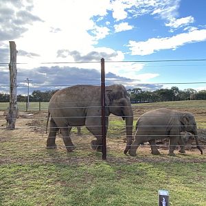 Kulab and Aiyara - Asian Elephants